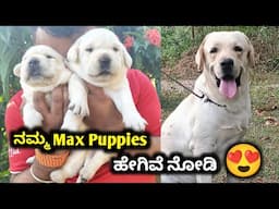 ನಮ್ಮ Max Puppies ಹೇಗಿವೆ ನೋಡಿ 😍 | Labrador Retriever | Cute Puppies | Pet care kannada