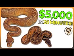 I had the Worst Luck Building this $5000 Ball Python Breeding Team!