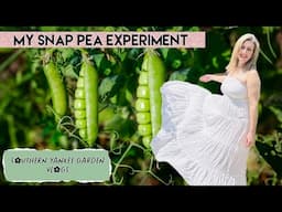 My snap pea 🫛 experiment! #snapeas #southernyankeegardenvlogs, #zone7b, #gardening