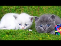 Beautiful kittens cry out in hunger, cute cat videos, close, playing with animals