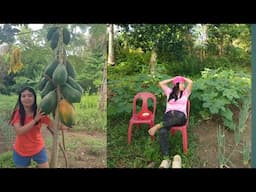 Harvest kug gulay tanom ni mama daghan ug bunga