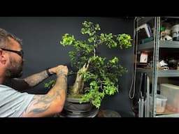 Collected Hawthorn - To Start Of A Bonsai Tree