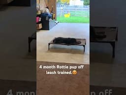 4 month old puppy Sonny absolutely killing her #obedience watch him cook! #puppyvideos #rottweiler