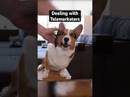 My Corgi Answers the Telemarketers 😝