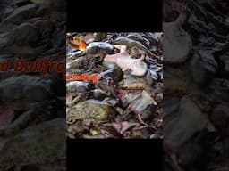 Would You Eat This? Exotic Bullfrog & Frog Recipe! 🐸🔥 #Shorts