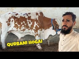 Alhamdulillah saarey janwaron ki qurbani hogai 🥺🐂