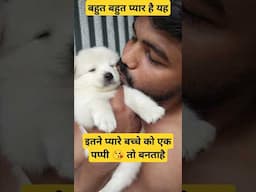 इंसानों से अच्छे बेजुबानों  के बच्चे 😘 #shorts #amitalbinopets #dog #pets #animals #dogshorts