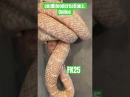 FK25 Florida Kingsnake from Cold Blood Creations #coldbloodcreations #snake #kingsnake