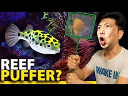I Added a Puffer to My Reef Tank!