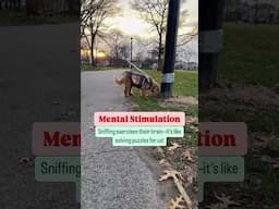Did you know sniffing on walks is like reading news for your dog? Do you let them explore?