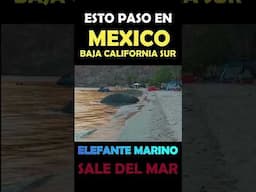 PARTE 1 DE 3 - Elefante marino aterroriza en playa de México.