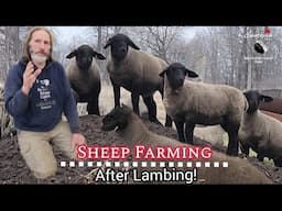 Sheep Farming: What Happens AFTER Lambing Season Ends?
