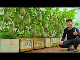 No Garden Needed, Still Harvest Twice As Many Pumpkins As Your Neighbors! With This Method