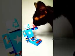 ASMR Mukbang Cat Eating Sword ⚔️