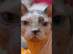 Sphynx Cats: Glamour vs Reality!
