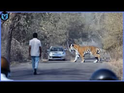 MOST TERRIFYING Moments of Wild Animals Roaming The Streets!