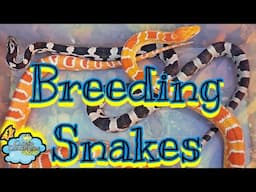 Breeding my Favorite types of Snakes.
