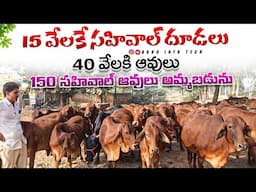 150 సహివాల్ ఆవులు తక్కువ ధరలో ఉన్నాయి || sahiwal Cows and Calfs in low price