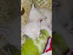 Napping 😴 #cat #babyanimals #kitten #cute #adorablecat #animalover
