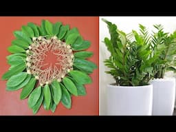 Propagating Plants from Leaves – Super Easy Method, Surprising Results!