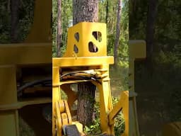 Tigercat 720G Feller Buncher #logging #forestry