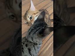 WHAT ARE YOU DOING IN THERE? #cat #nomeows #bengal #savannah #catsworld #viralshort