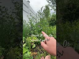 What is Nature trying to g to tell me here?! #natureknowsbest #agroforestry #permaculture