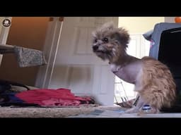 No one believed she is a dog until her owner cried and revealed the truth about that