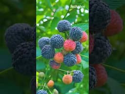 Harvesting Blueberries! #food #fyp #foryou #shorts #tiktok #viralvideo #satkahon