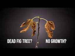 IS YOUR FIG TREE DEAD? Fig Tree Not Growing in Spring