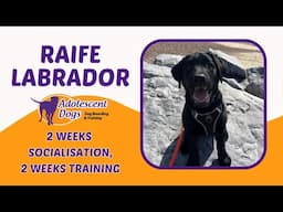 Raife the Labrador Puppy | 2 Weeks Socialisation Stay & 2 Weeks Training Stay