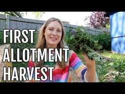 MY FIRST ALLOTMENT HARVEST! / ALLOTMENT GARDENING UK