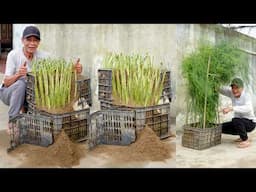 Why Buy? Here’s How I Grow My Own Asparagus and Lemons All Year Round!