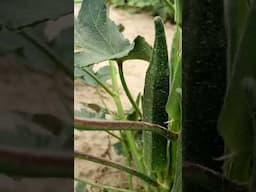 Okra Farming in Pakistan #lady's finger farming