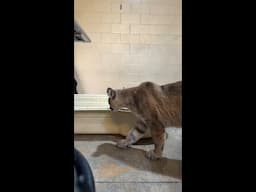 Cougar Day 2025