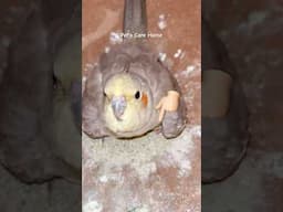 Cockatiel eggs hatching🐣 #birds #shorts #lovebirds #parrot #cockatiel #viralvideo #birds #trending
