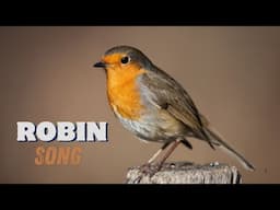 Robin Song & Call - The Sweet Melody of Spring 🎶🐦