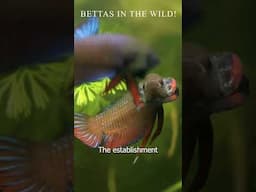 Betta Fish Care #bettafish