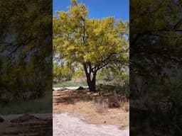 El árbol Palo Verde Del Desierto 🌳🌼 video nuevo #shorts #garden #agro #plants #short