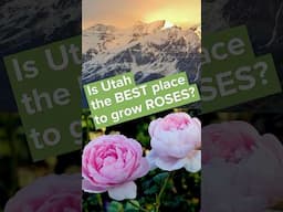Utah’s arid climate might be a rose bush fav  #roselovers #growingroses #rosetips
