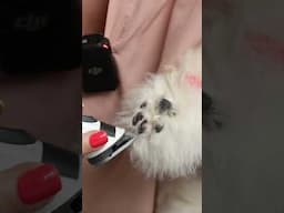 Shaving Paw Pads #grooming #paws #dogs