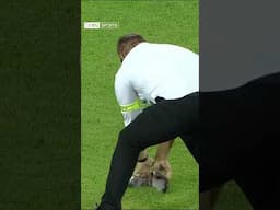 😅 Un invité surprise s'incruste sur la pelouse du match Tchéquie - Allemagne !  #Shorts