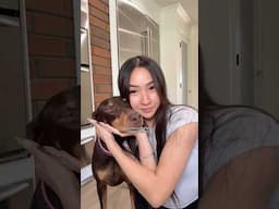 Let’s feed my foster child♥️ #doberman #dogfeedingroutine #dogfood