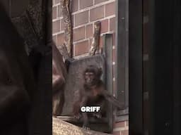 Dscheladas ignorieren alles – Was steckt dahinter? #pandagorillaundco #zoo