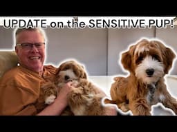 the SENSITIVE GOLDENDOODLE puppy everyone has been wondering about, has gone home!