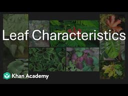 Characteristics of Leaf | Morphology of flowering plants | Grade 11 | Biology | Khan Academy