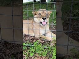 Wow, listen to those amazing sounds! Ungowwa Lioness shares special moments with our dedicated staff