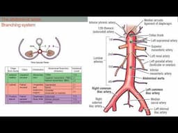 Neurovasculature of the GIT & Abdomen: Arteries & Lymphatics