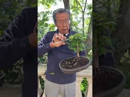 The BEST Bonsai for Beginners – Chinese Elm Bonsai Now Available!