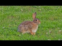 First, live stream from the back deck.